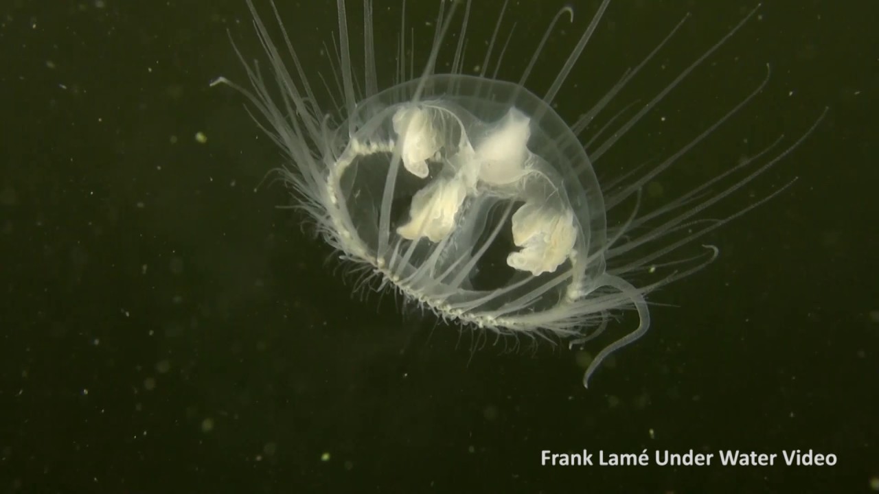 Fresh water jelly fish