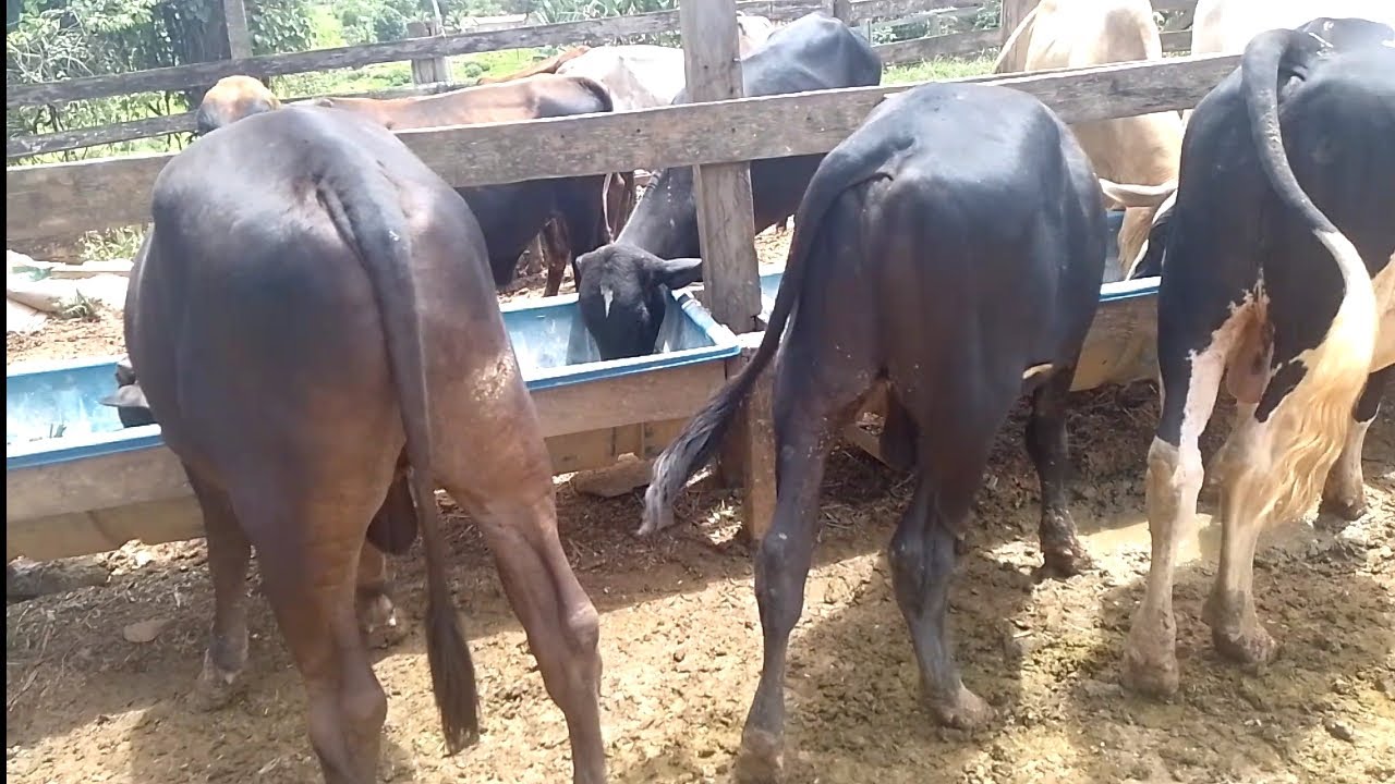 Bezerros no Capiaçu dá mais lucro que a pasto