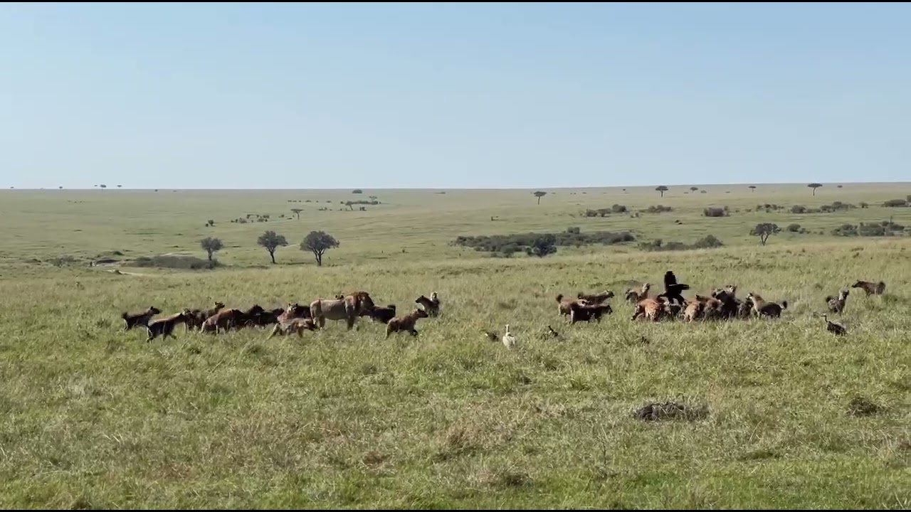 hyena Vs lion fight.masai mara