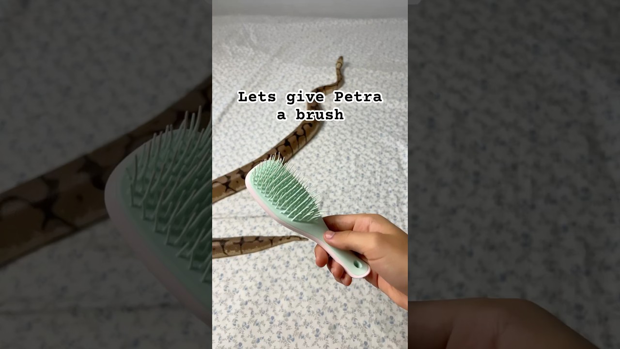 Petra likes a nice brush #snake #animal #reptile  #lol #cute #fyp #trend #trending #pet #shorts