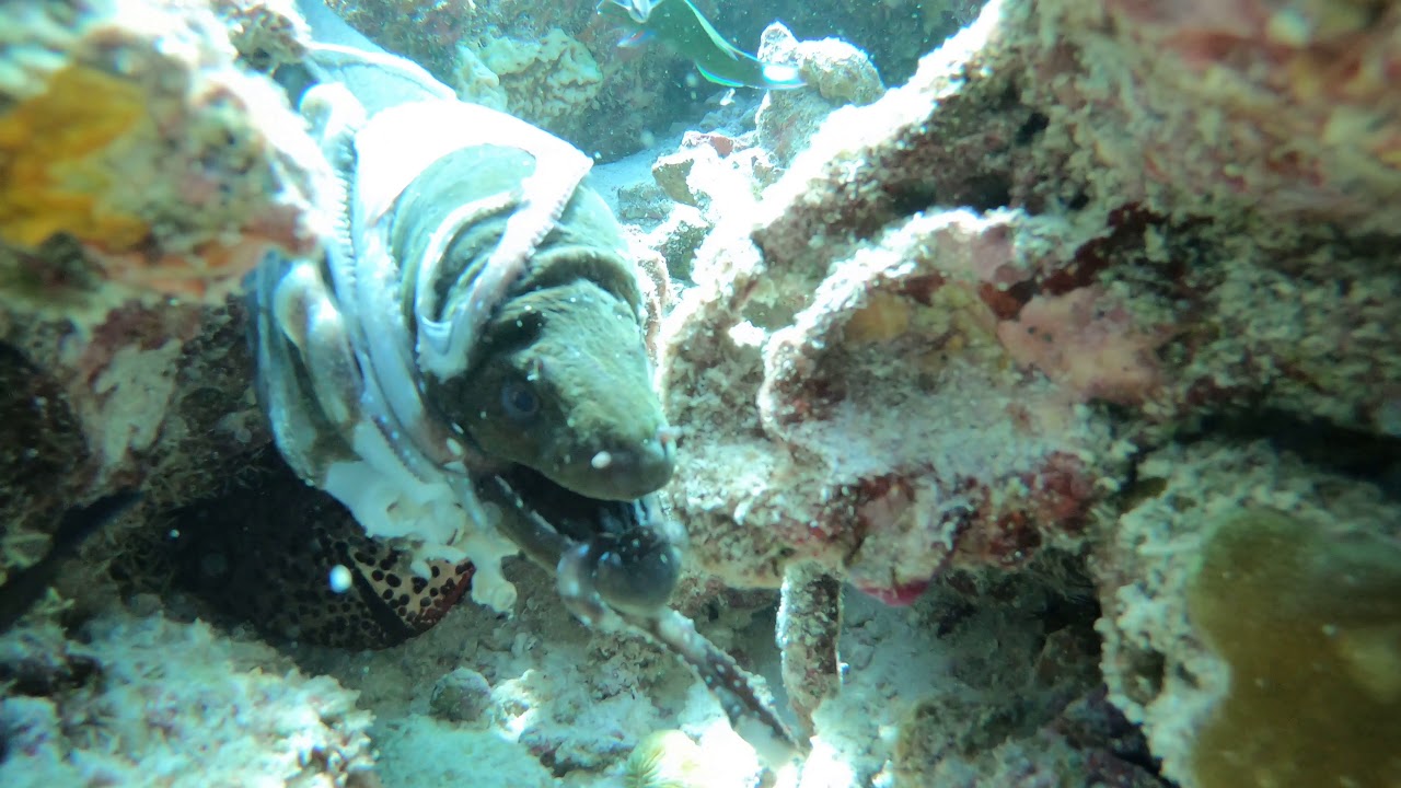 Moray Eel Eats Octopus: Maldives (Maafushi)