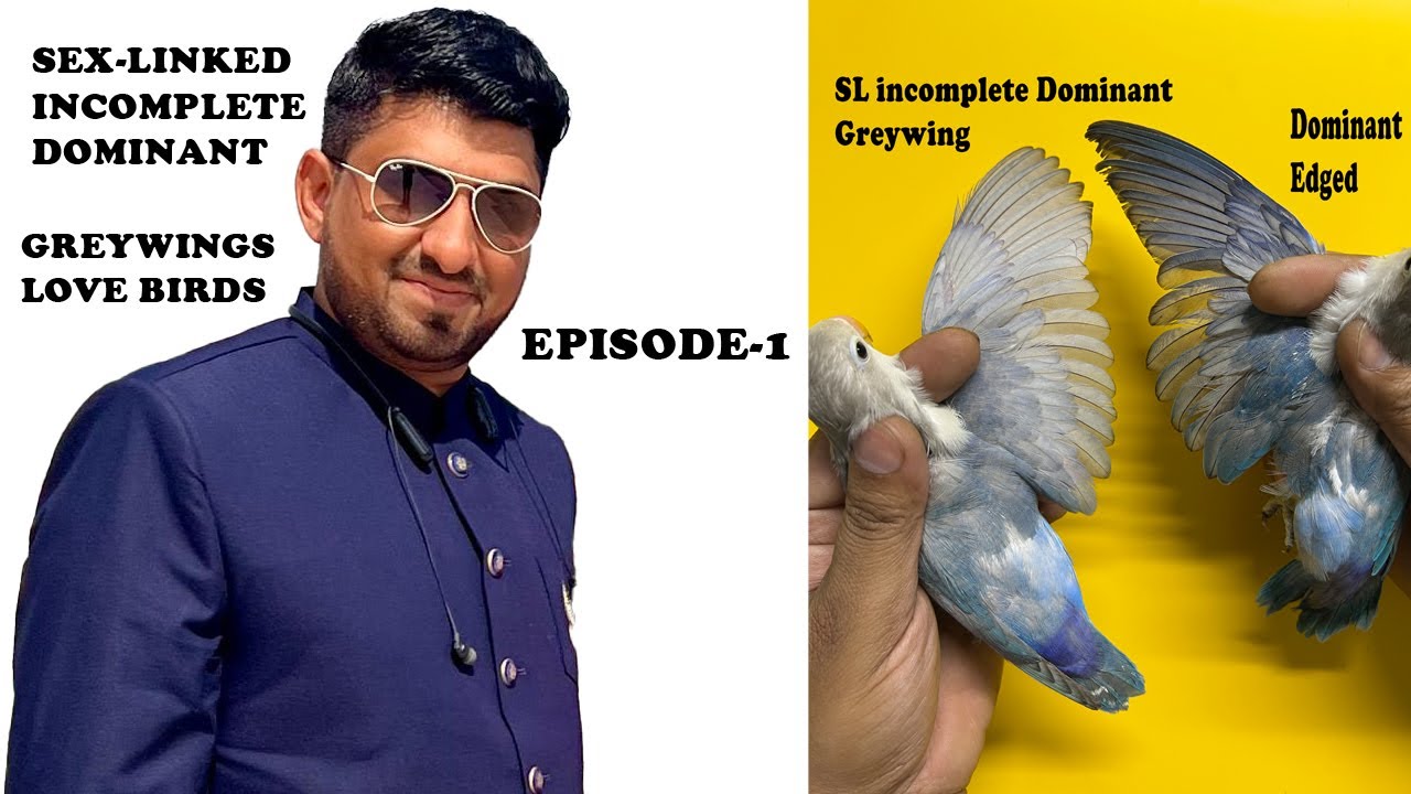 Greywing Lovebirds