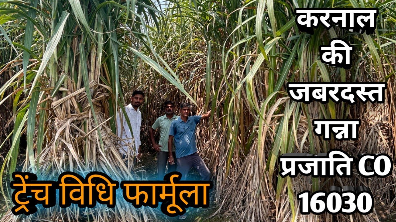 CO 16030: The Future of Sugarcane?