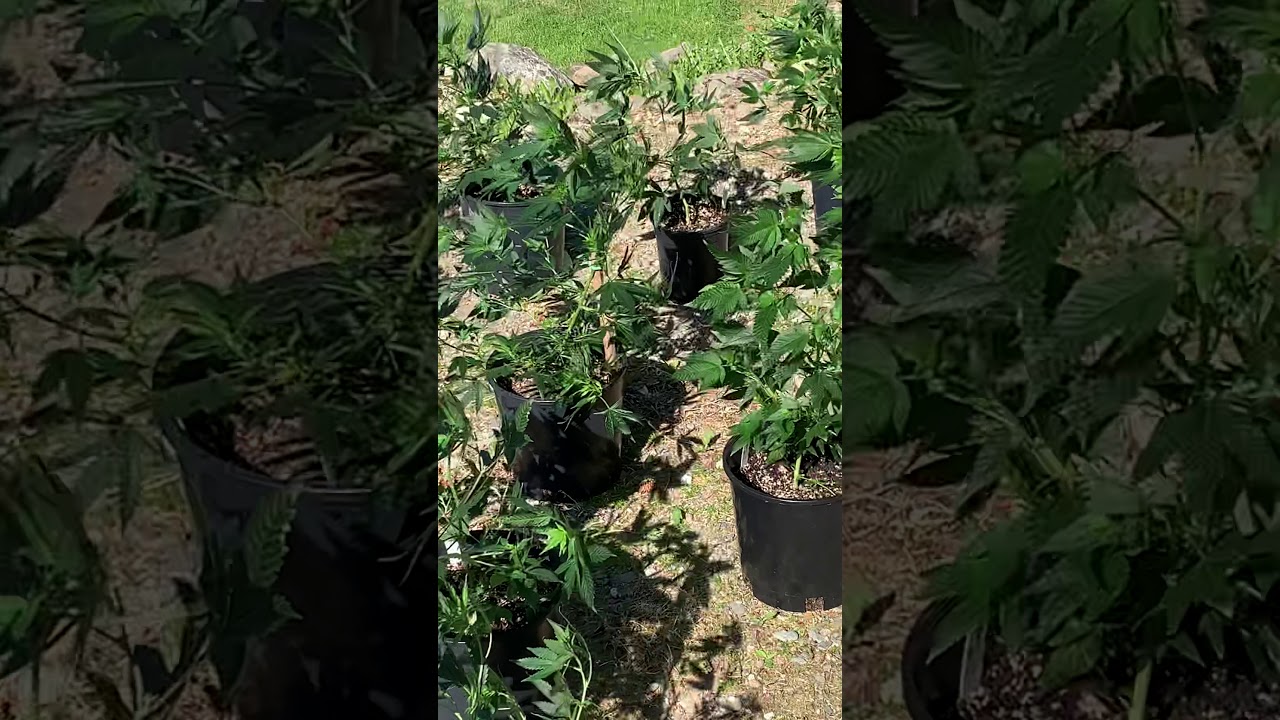 Organic outdoor cannabis 2020
