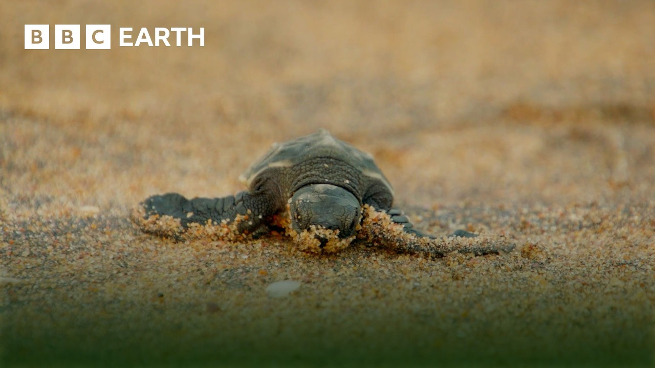 | BBC Earth