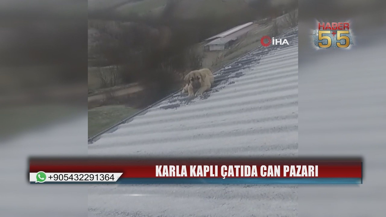 Samsun&rsquo;da Baba Oğuldan Y&uuml;rek Isıtan Kurtarma: &Ccedil;atıdaki Yavru K&ouml;peği &Ouml;l&uuml;mden Aldılar