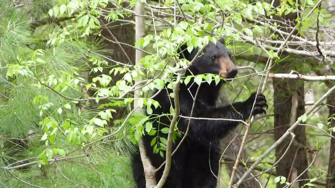 Balancing Bear Act | Hungry Bear | Bear | Cades Cove | Smoky Mountains