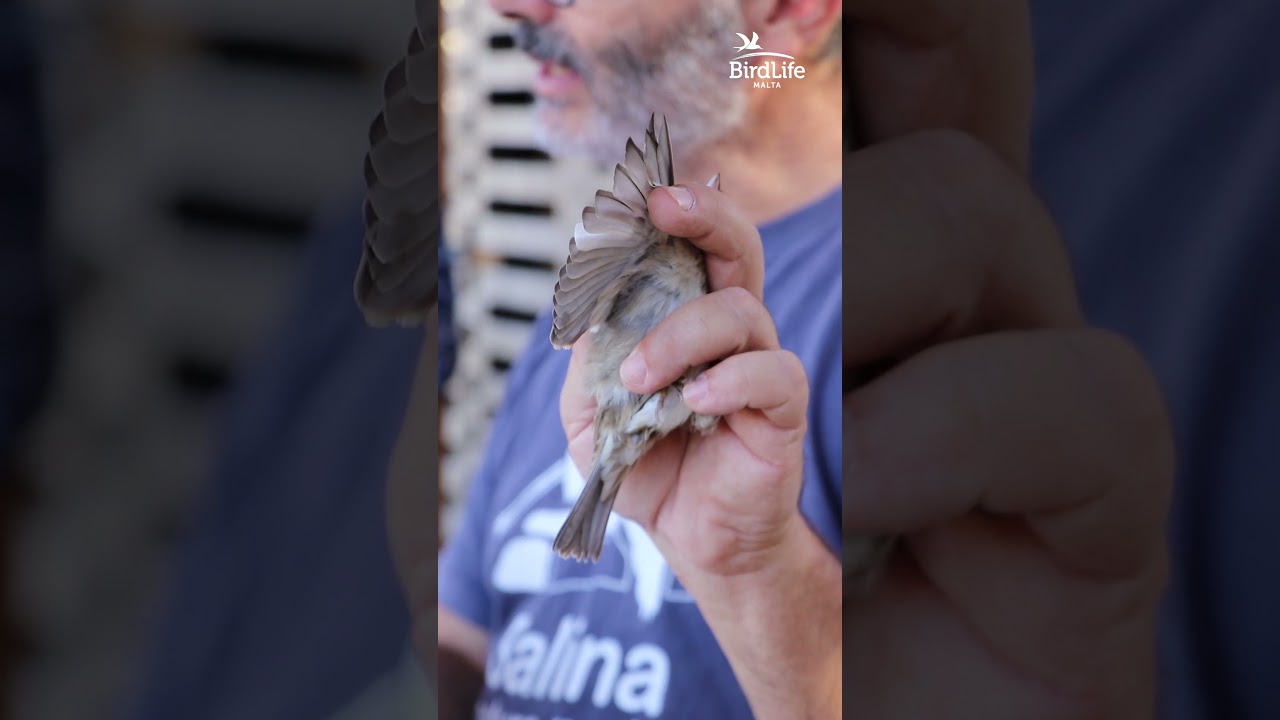 Behind the Scenes of the Bird Ringing Sessions at Salina Nature Reserve! 🐦✨ #birdlife #birdringing