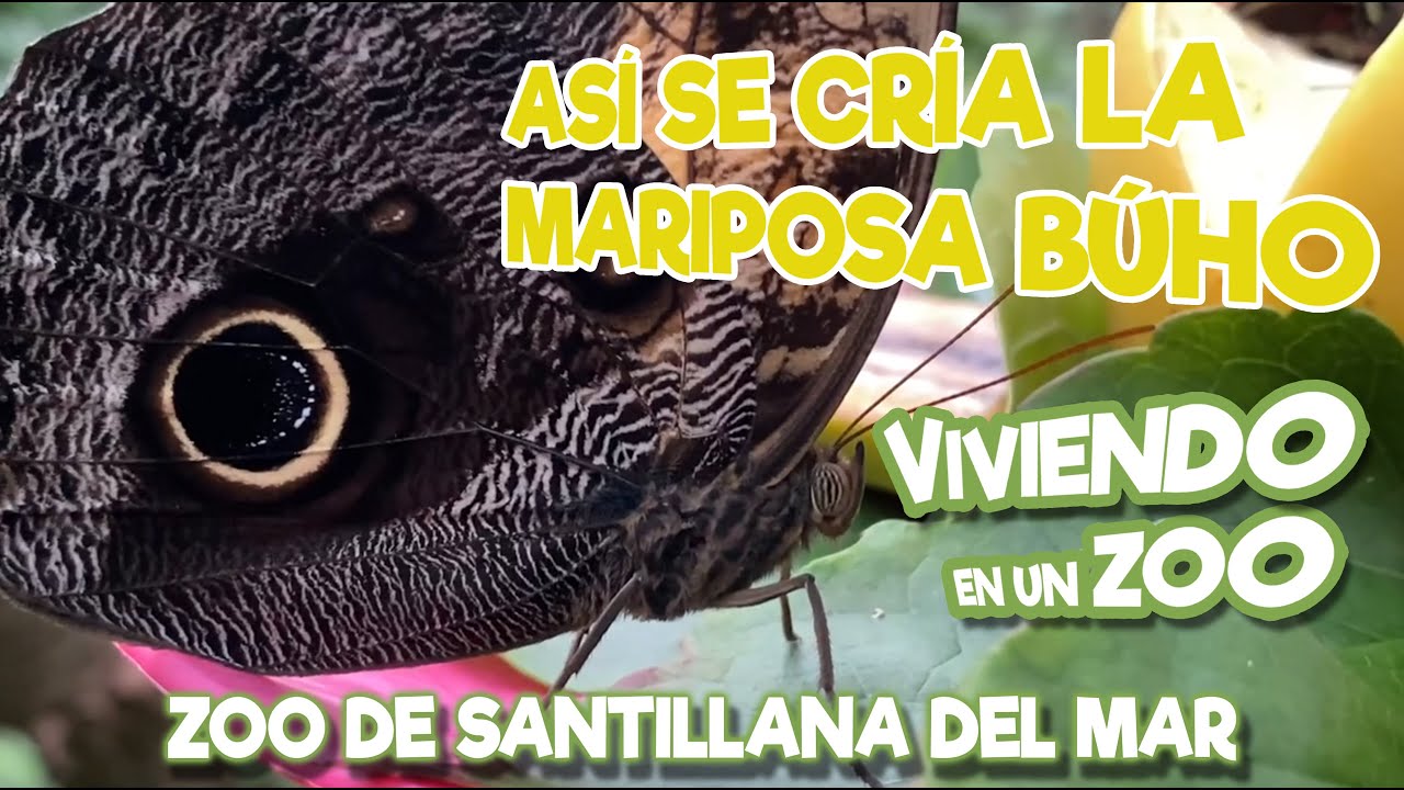 Así se cría la mariposa Búho