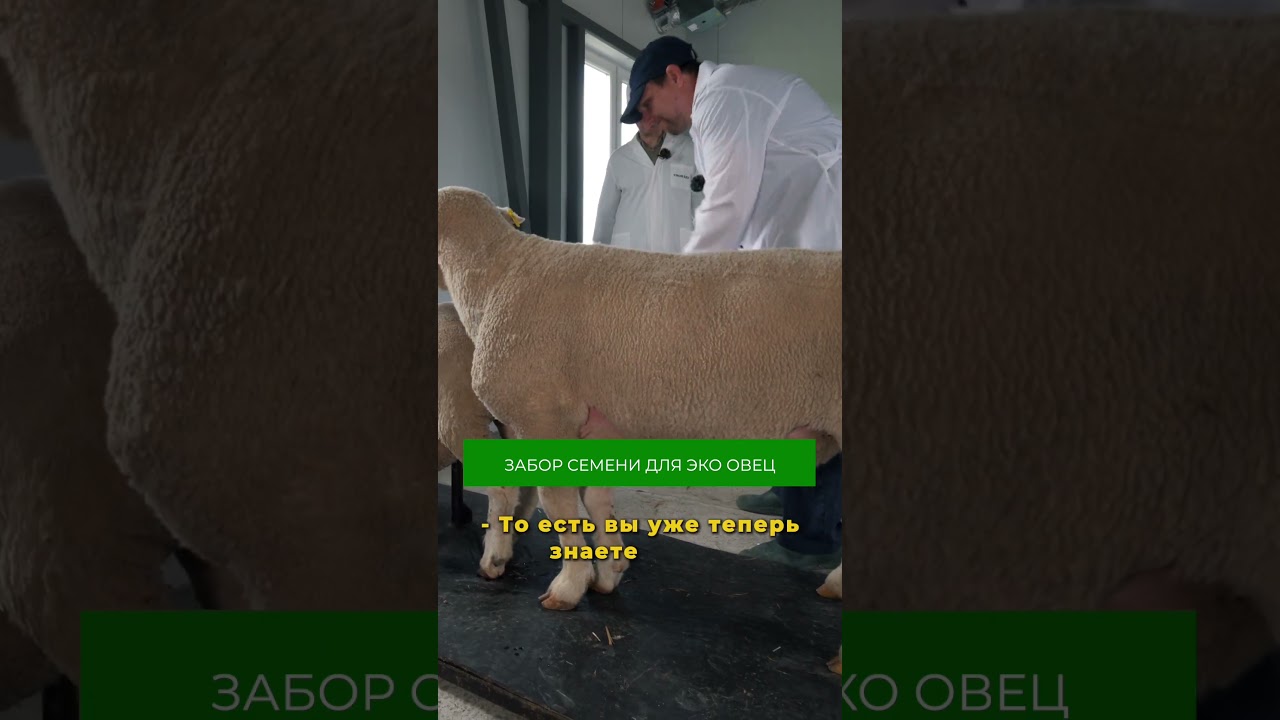 Забор семени для ЭКО овец. Подробнее в полном выпуске на канале #свояеда #овцы #селекция #наука