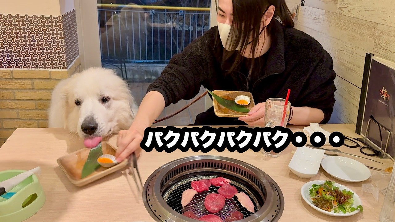 焼肉屋でひたすら爆食いするぽっちゃり？な愛犬【一万円超編】