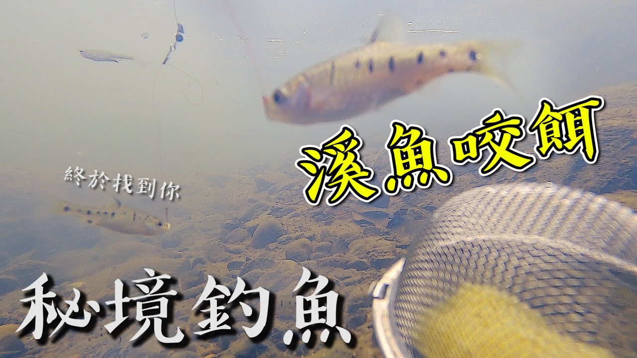 噓...城市中的絕佳秘境！市區就有溪魚可以釣！水下實拍咬餌瞬間！【台灣大釣哥EP17 復仇1/5】台灣珍寶 原生魚種