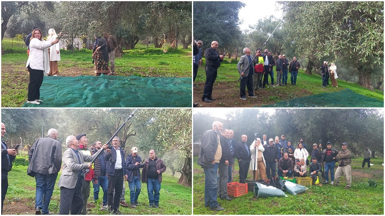 Huiles D'olive Extra Vierge: Cueillette D'olives à Ath imghour 