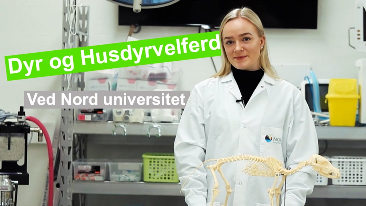 Dyr og Husdyrvelferd ved Nord universitet