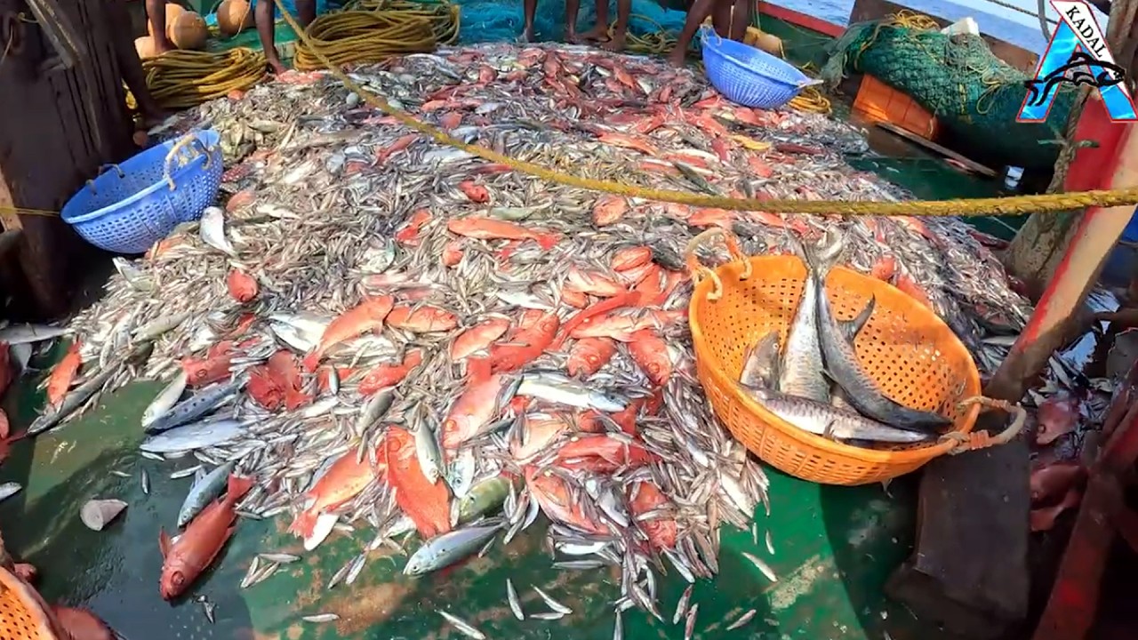Incredible Fishing Boat Catch – Mackerel & Snapper Everywhere | Small Silver Fish Mixed in the Catch