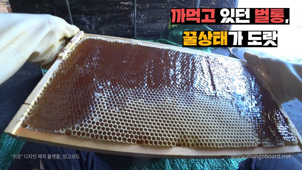 올해 한번도 꿀 채밀 안한 벌통 채밀했습니다. (eng)