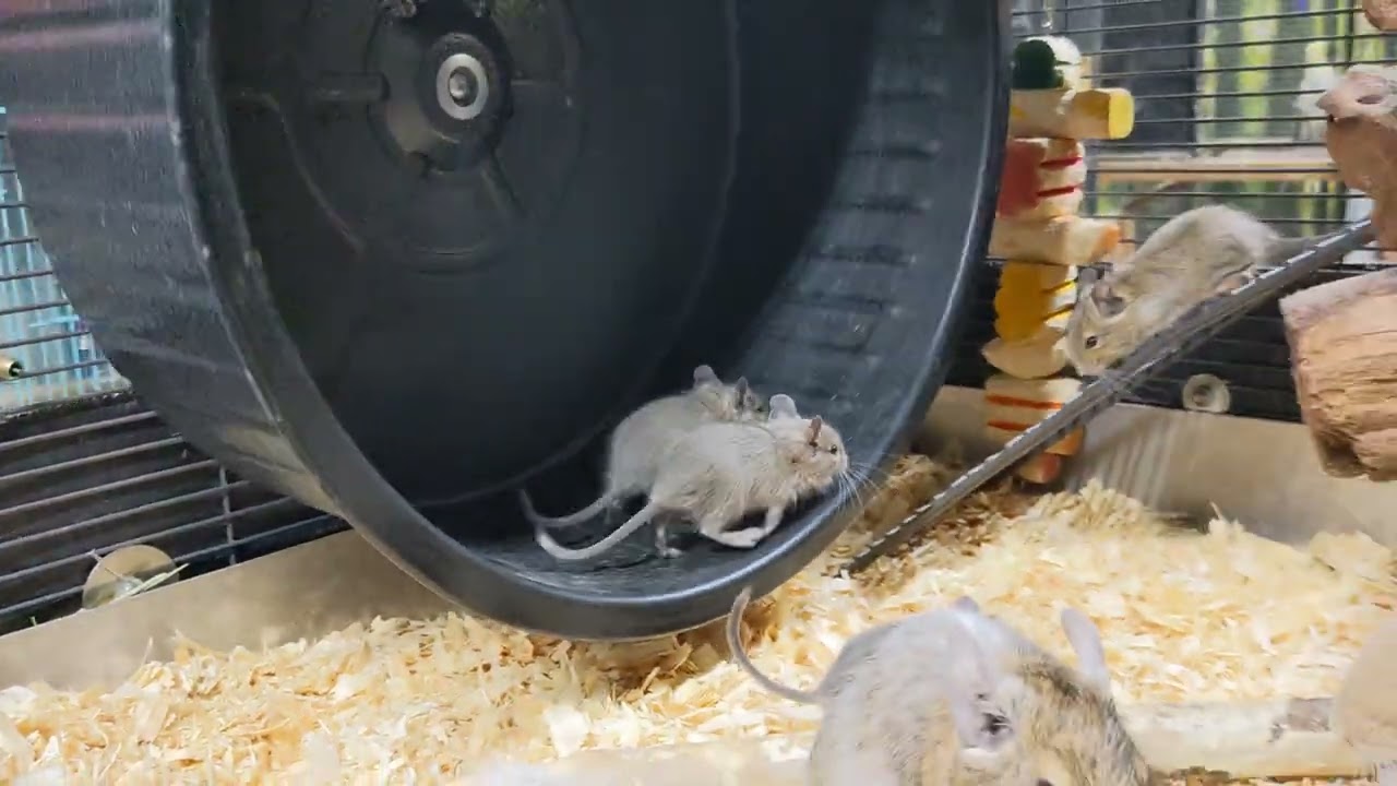 Baby degus on a wheel #degus #cutepets