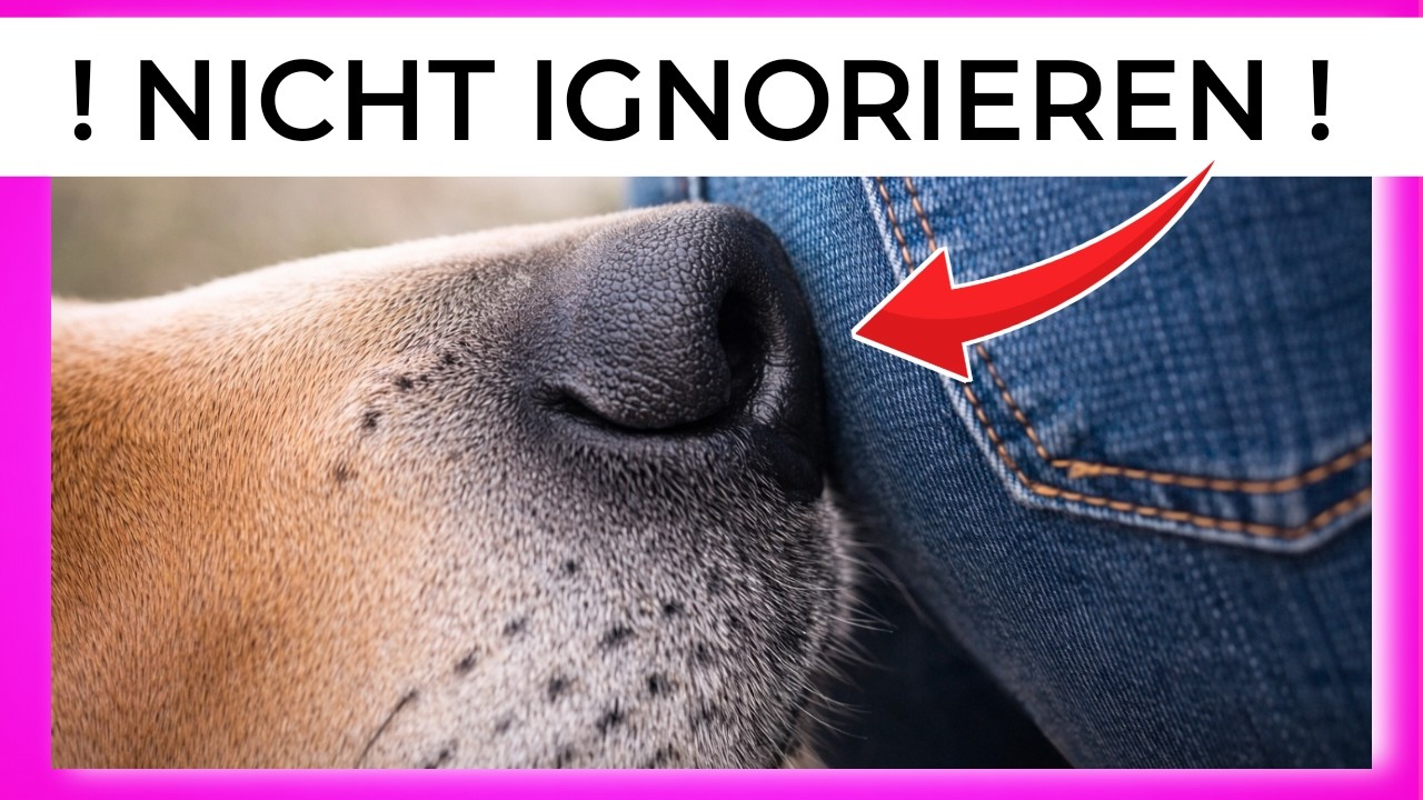 🧠🐶 14 Dinge, die Hunde tun – und fast jeder Besitzer komplett falsch versteht