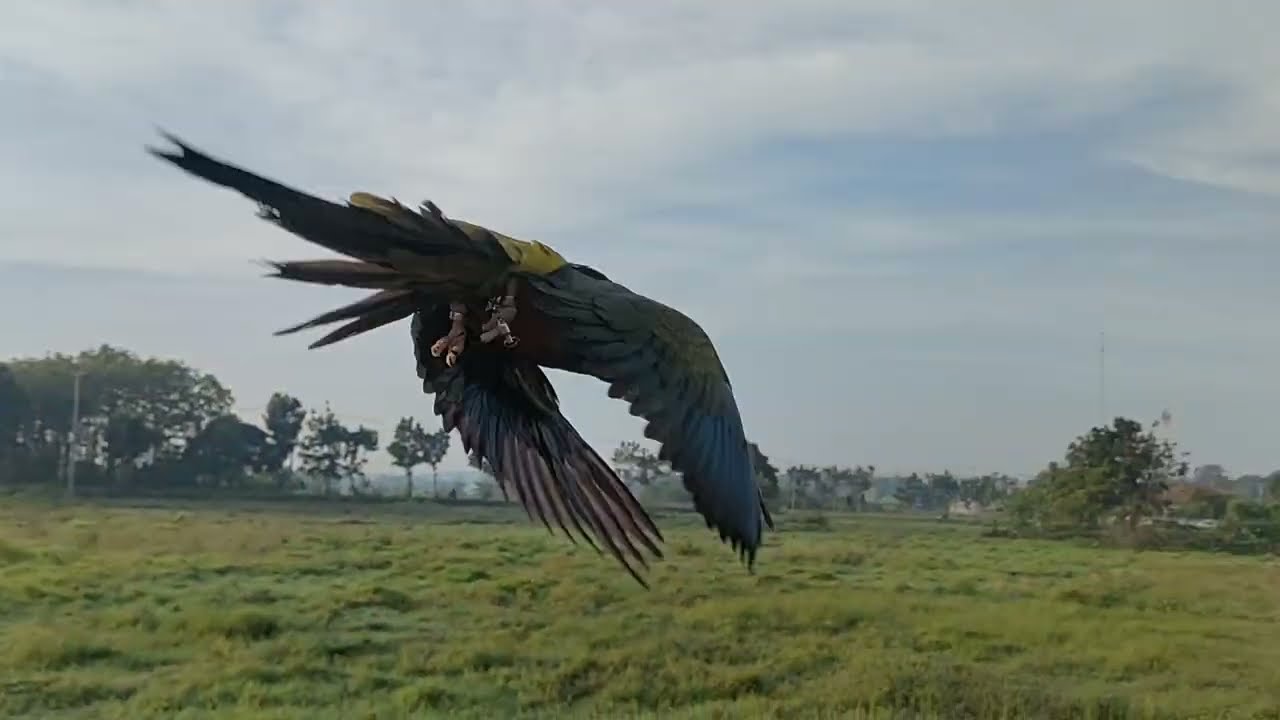 patagonian conure ( Abby) free fly bareng CFF