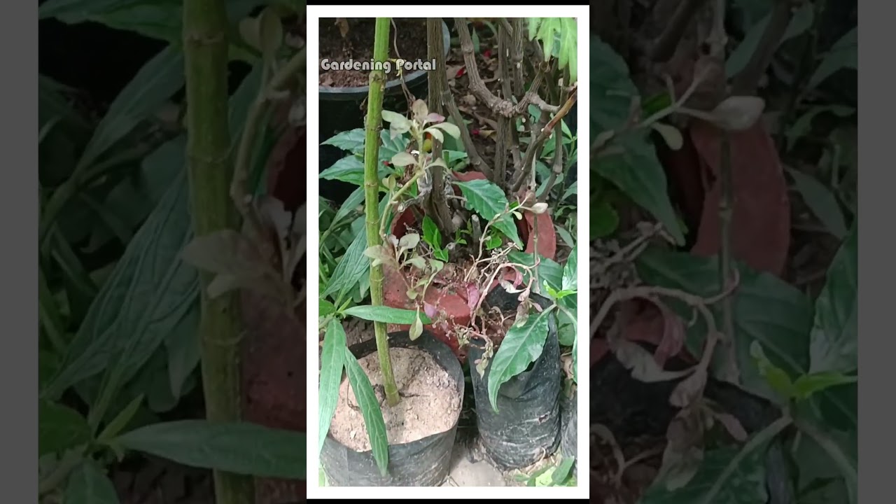 New Plants Kill Old Garden? Avoid This Common Mistake!