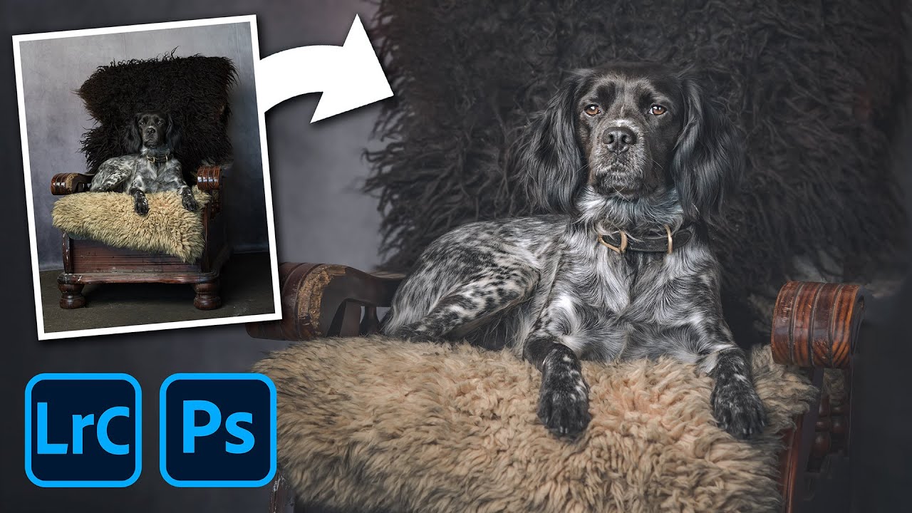 ПОРТРЕТ СОБАКИ от НАЧАЛА ДО КОНЦА в Lightroom и Photoshop