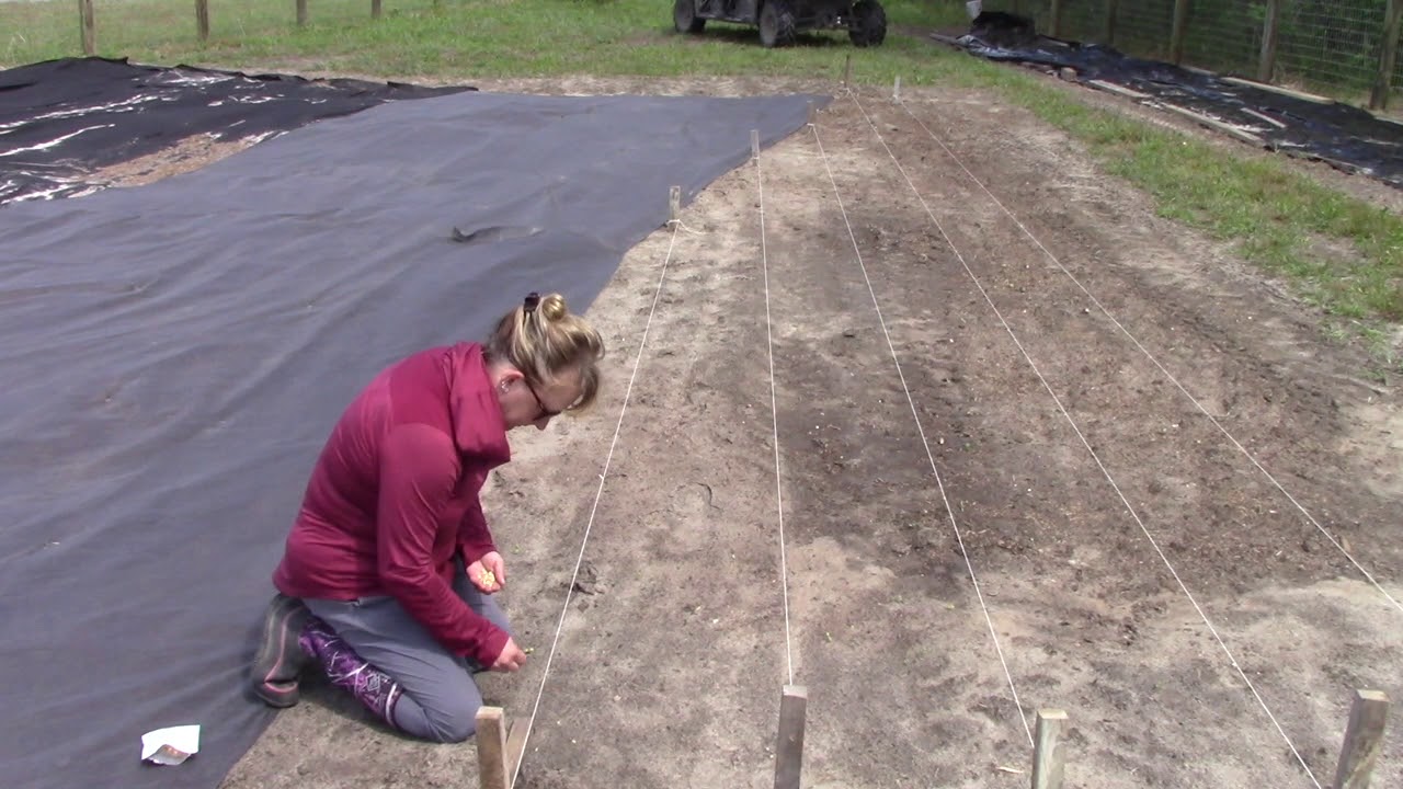 Planting Watermelon and Corn