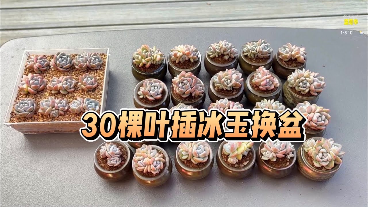 【多肉植物】30棵叶插冰玉换盆分享
