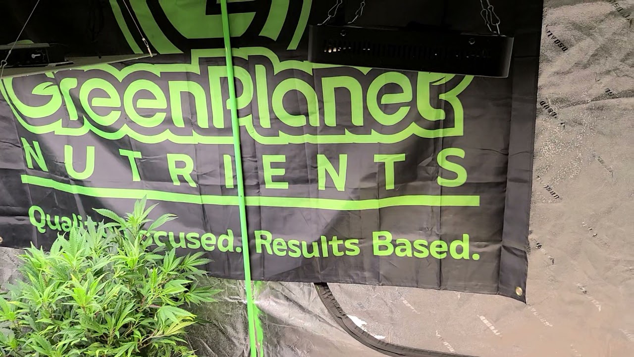 growing with bacon day 18th of flower with Green Planet nutrients