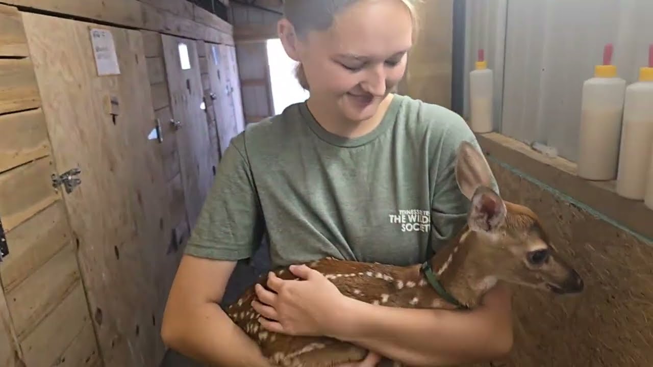 Buck Creek Deer Farm Wacky Wednesday with the Fawns