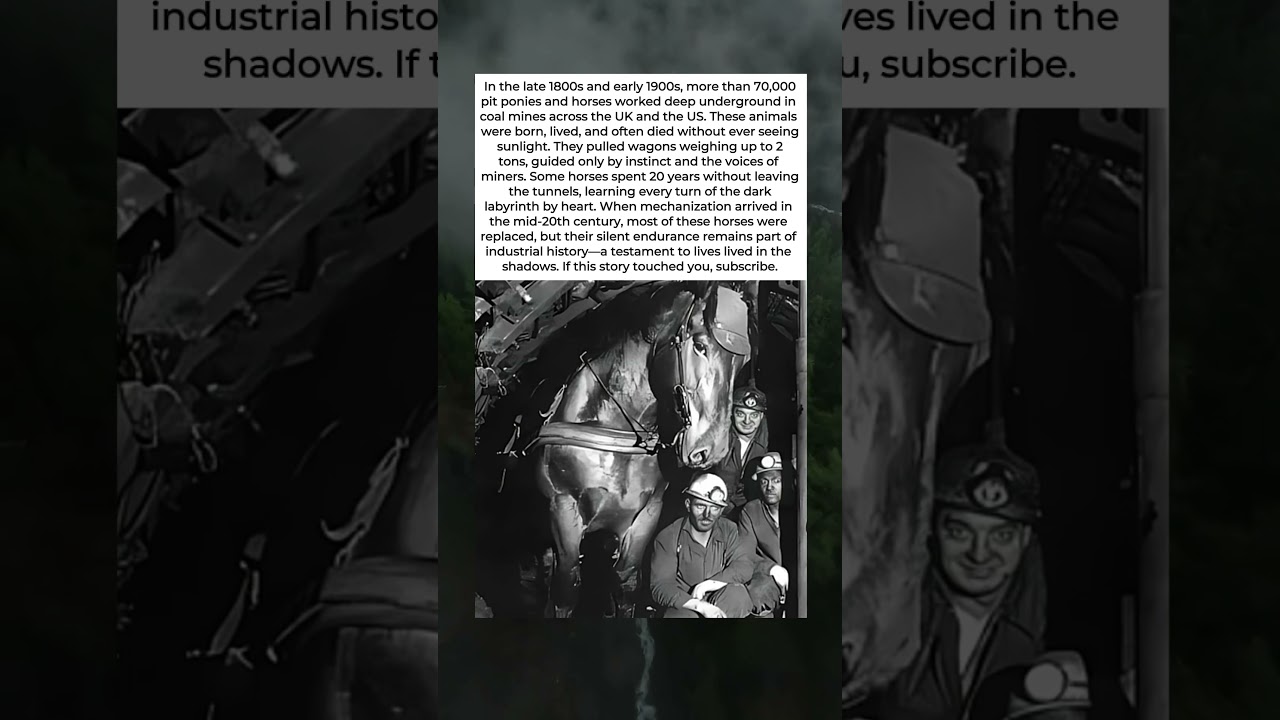 ⛏️🐴 GHOSTS OF THE COAL MINES: THE FORGOTTEN LIVES BELOW