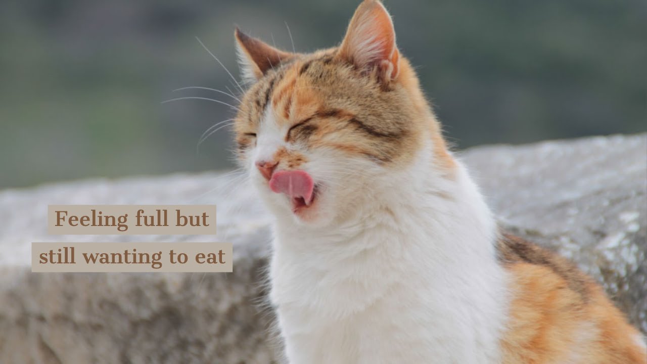 Feeling full but still wanting to eat
