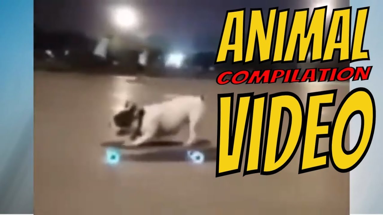 Animal video / funny videos Compilation #27 funny clips 2019