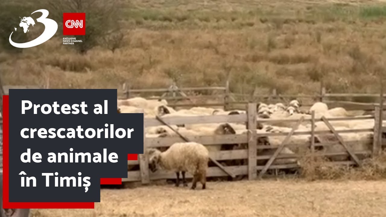 Protest al crescatorilor de animale în Timiș
