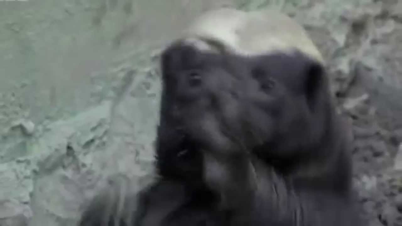 Honey Badger Dance Medley - Stoffel