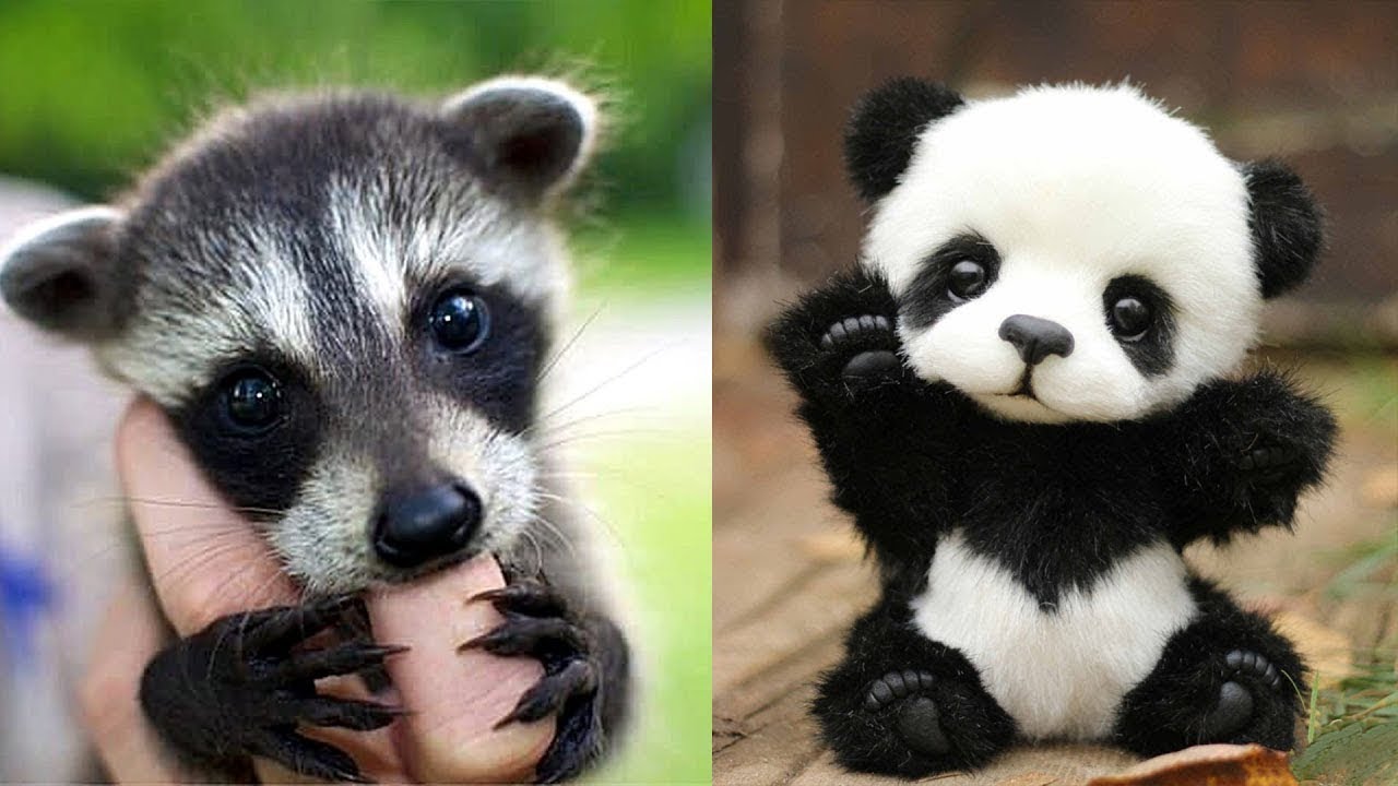 Schattige Baby Dieren Video'S Compilatie Schattig Moment van de Dieren - Schattigste Dieren (2020)