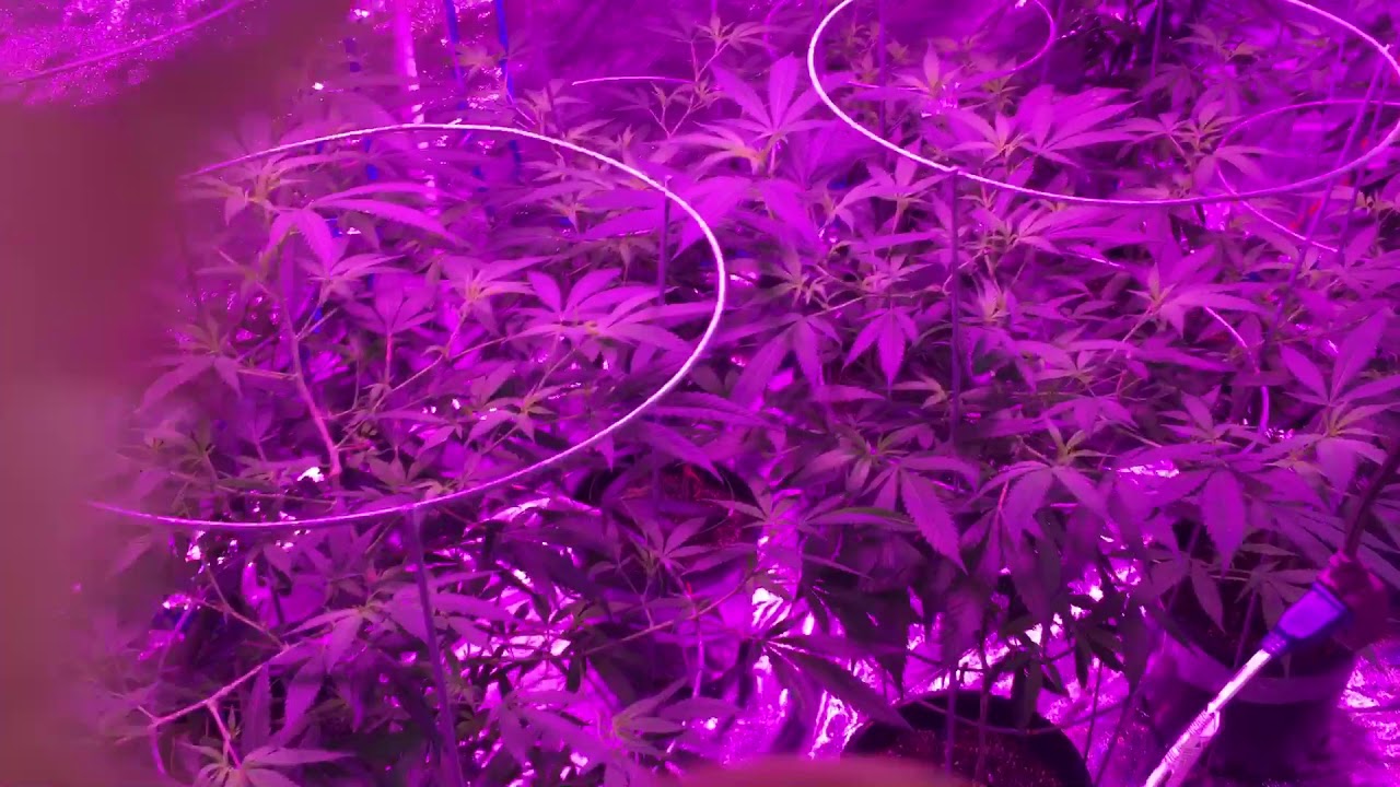 Growing with LEDs-Flowering
