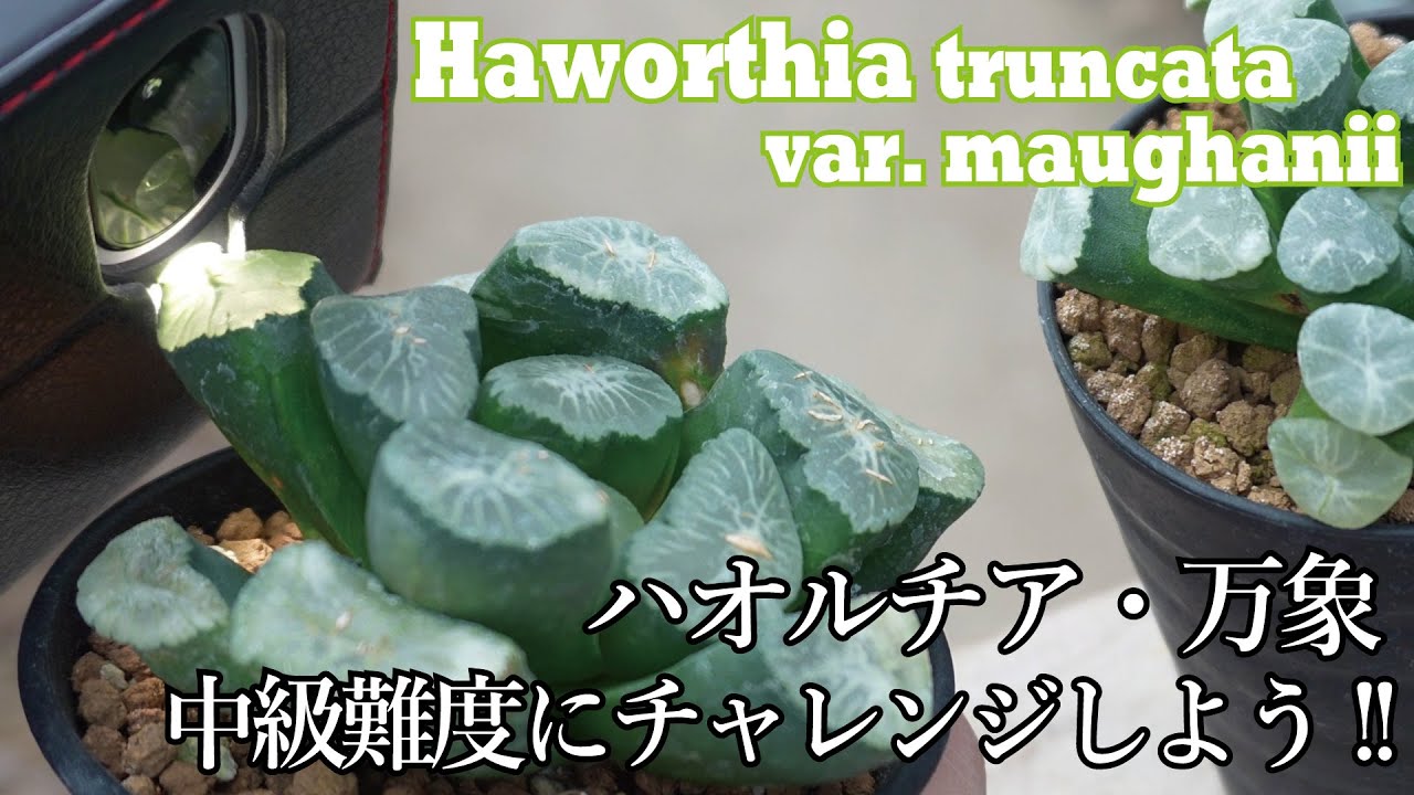 これを育てられたら、脱ハオルチア初心者？ハオルチア・万象の品種紹介！Haworthia truncata var. mauganii