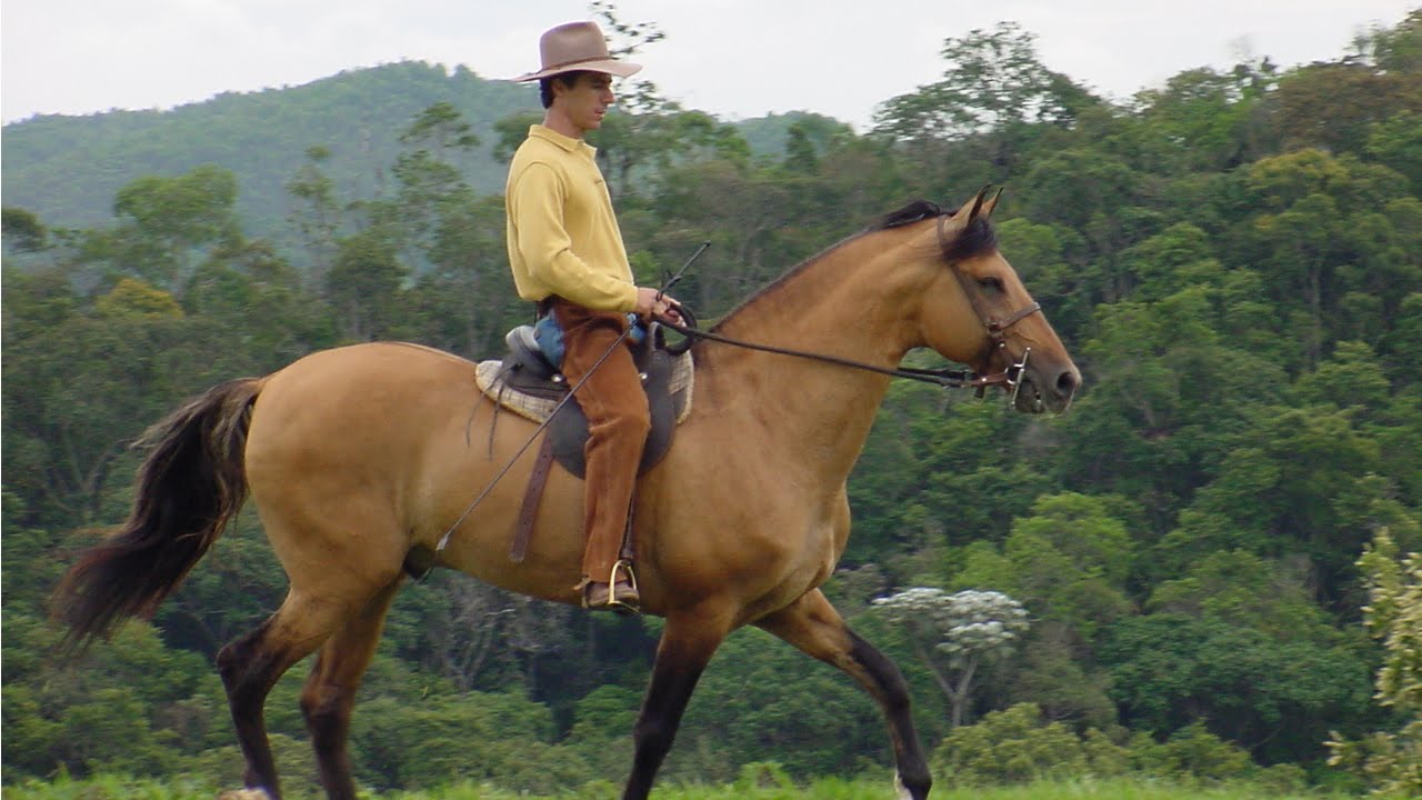 Curso Aprenda a Montar e Lidar com Cavalos - A Montaria e os Primeiros Comandos - Cursos CPT