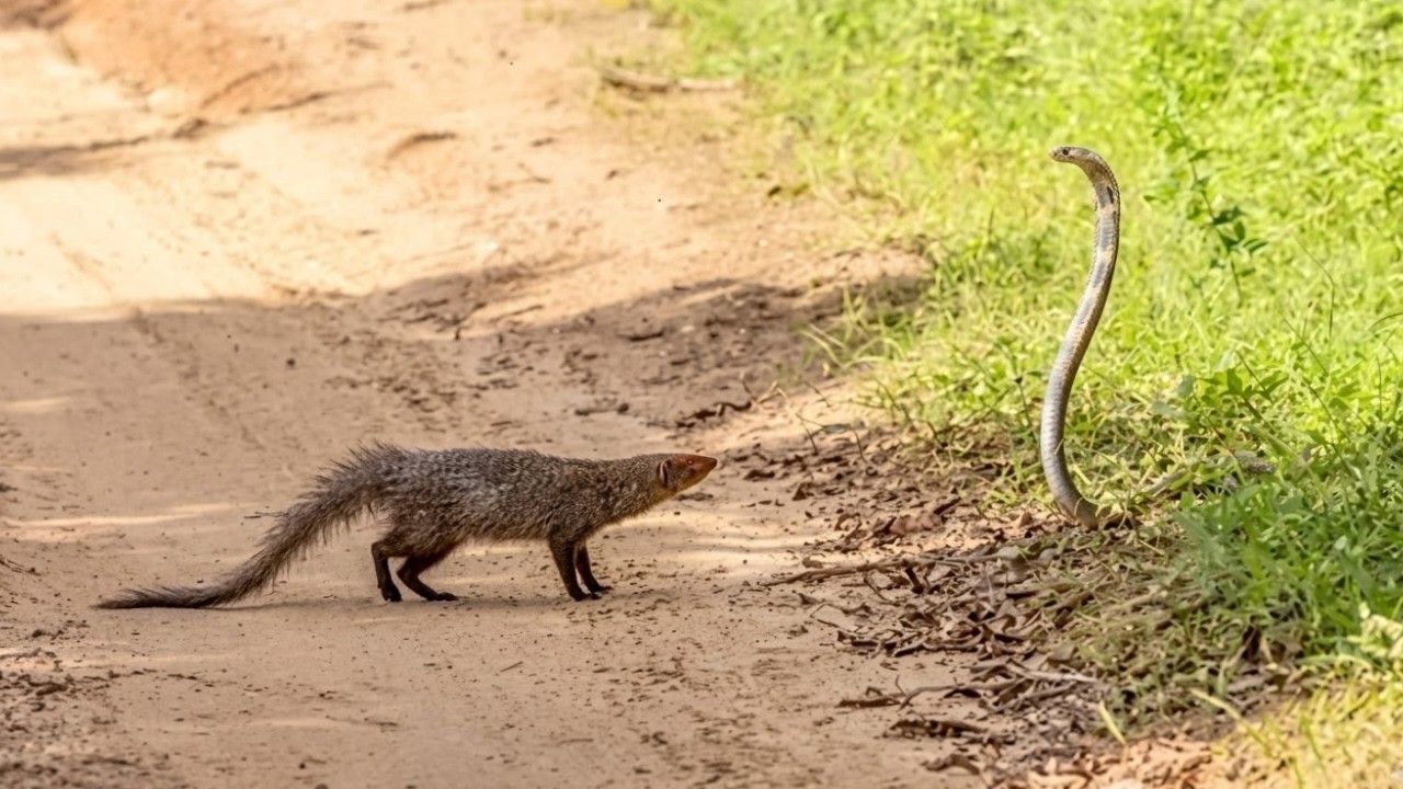 Mongoose vs Cobra: The Moment Pride is Broken!
