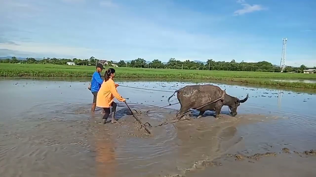 CARABAO | WATER BUFFALO | PLOWING AND HARROWING | PADDY FIELD LEVELING 