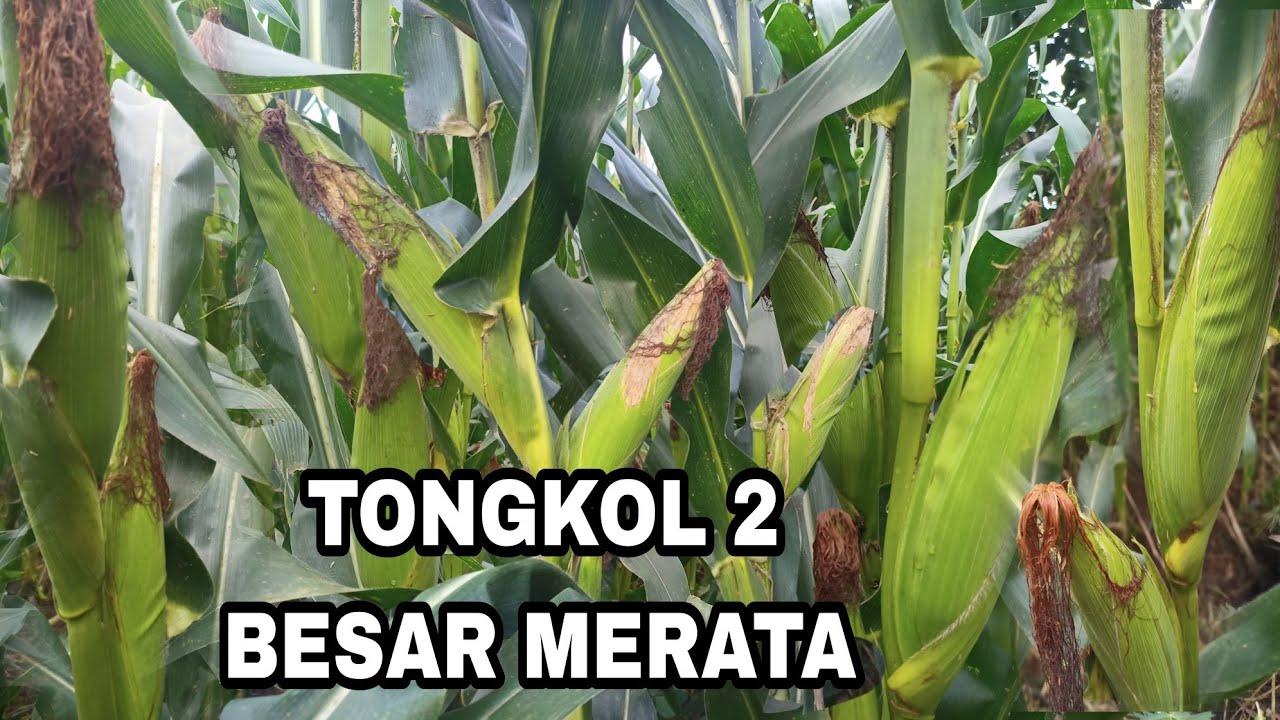 CARA INI BISA MEMBUAT JAGUNG BERTONGKOL DUA DAN BERBOBOT
