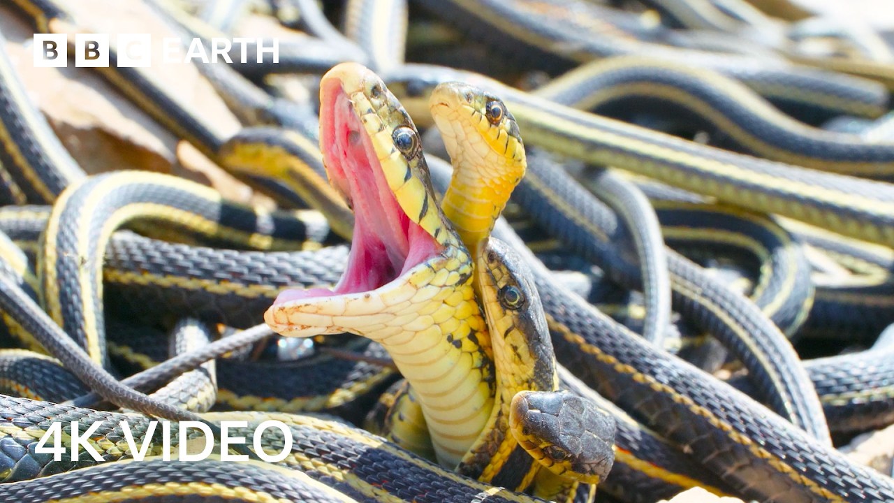 Идеальная планета, рассказ сэра Дэвида Аттенборо | 4K UHD | BBC Earth