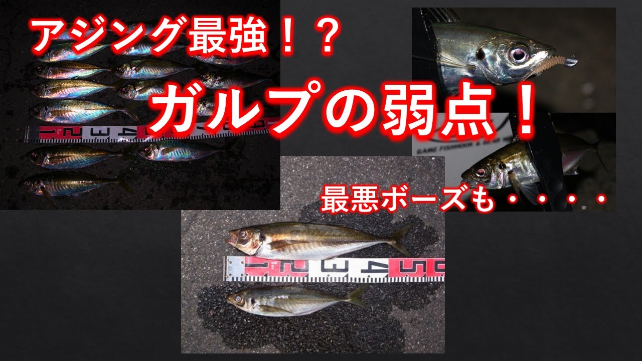 アジング最強ワーム！？ガルプの２つの弱点！知らなきゃボーズの可能性も・・・・・。