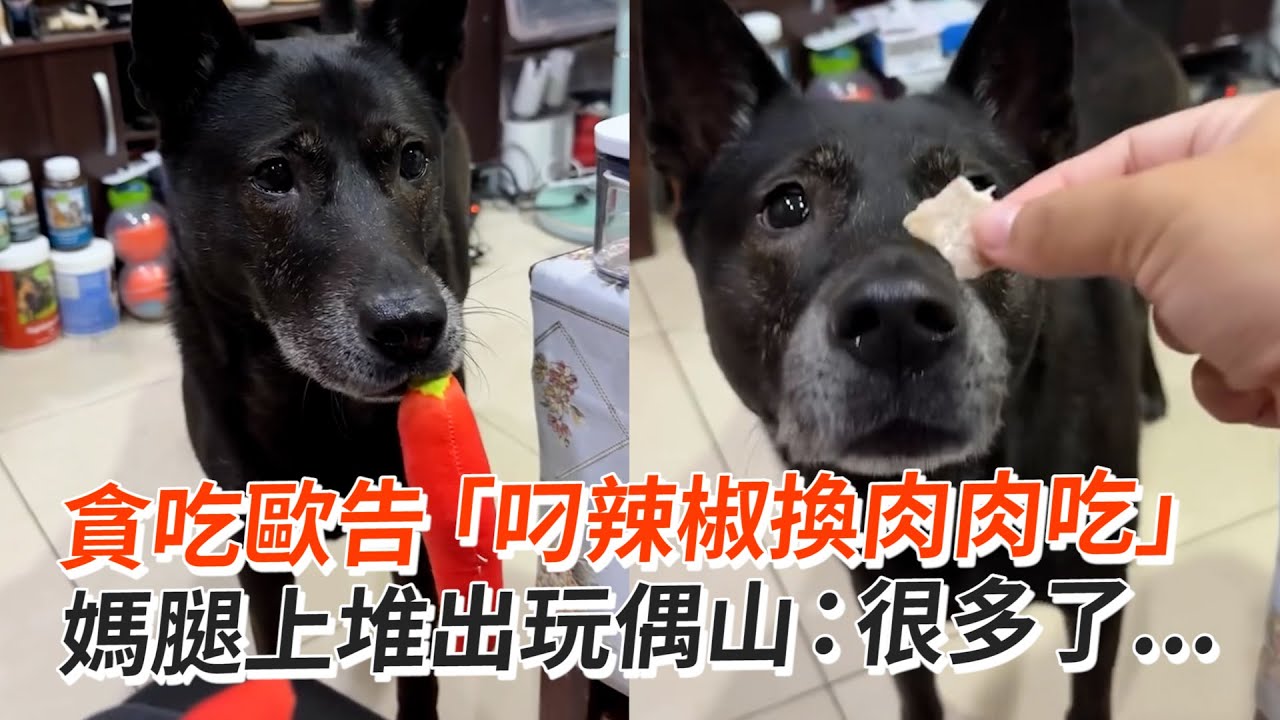 貪吃歐告「叼辣椒換肉肉吃」　媽腿上堆出玩偶山：很多了...｜#寵物雲
