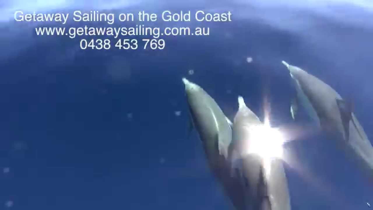 Getaway Sailing Private Whale Watching Tours Gold Coast