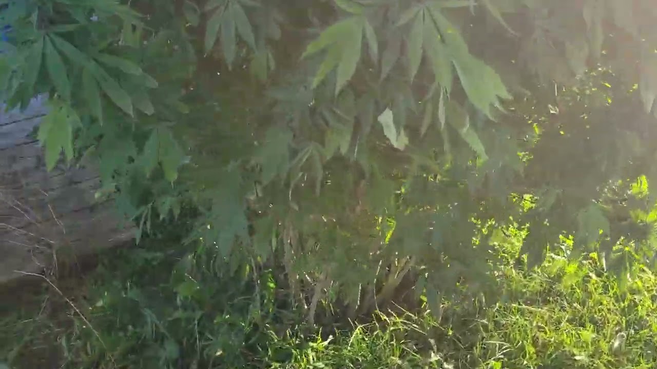 Harvesting 7 foot tall 8 foot round cannabis plant. RIP brother 🙏