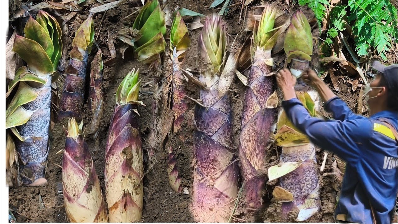 Bamboo shoots grow like mushrooms, the guy's hands are tired from picking all day after the rain.