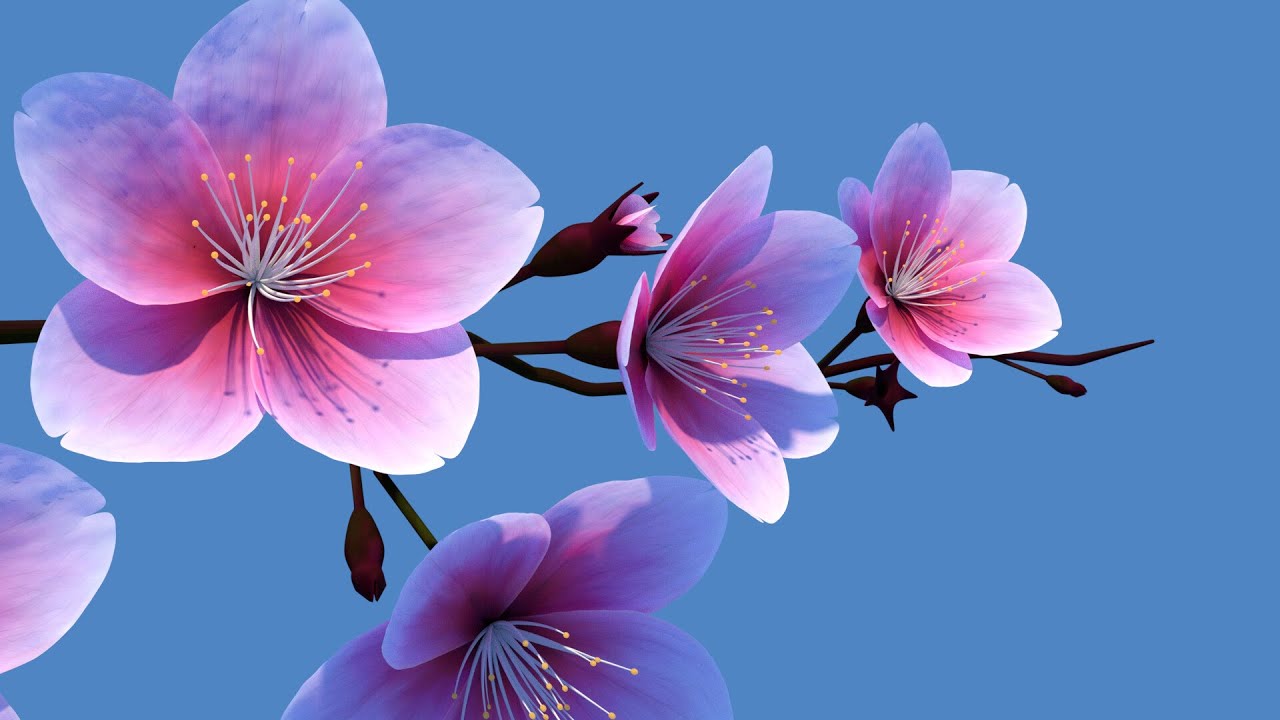 🌸 Flowers in Stunning 8K HDR Dolby Vision 🌸