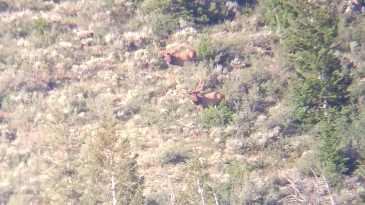 Diamond mountain elk. 7/1/2016