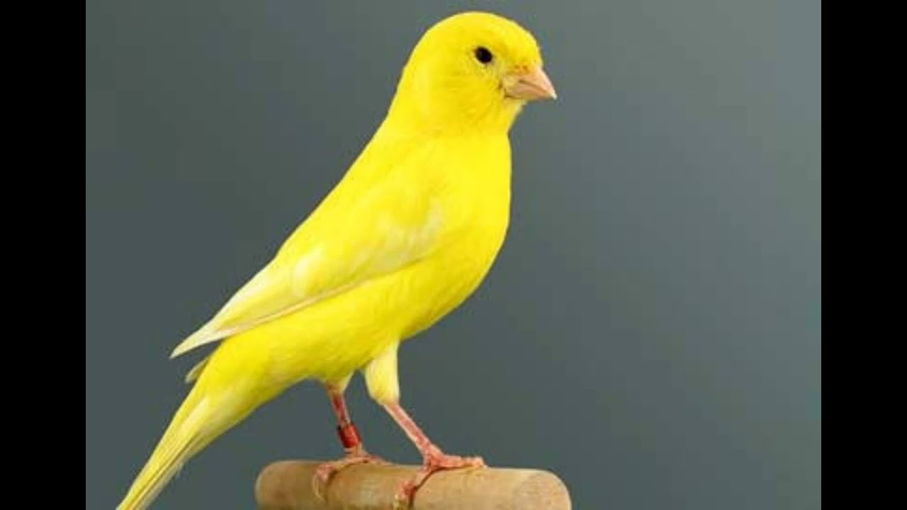 can&aacute;rio balga cantando- ESQUENTE SEU CAN&Aacute;RIO...🐦